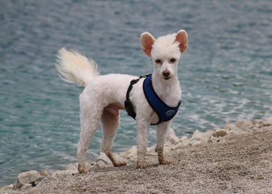 Dusty hanging out on the beach