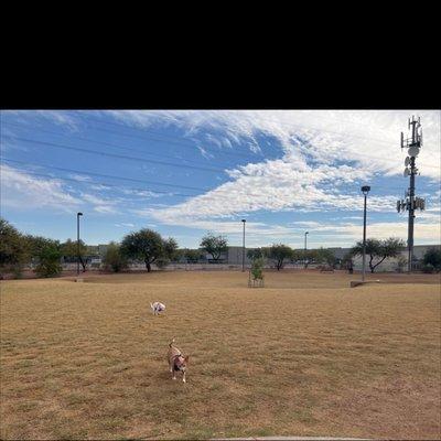 Huge dog park