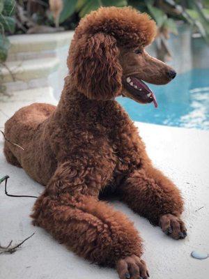 Lord Lazarus Father Red Standard Poodle 57-60 Lbs all muscle. Standards Are German. Not French(Like mixed hybrids)