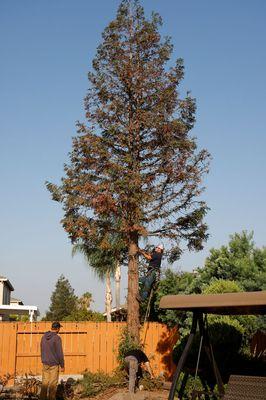 Trimming the branches