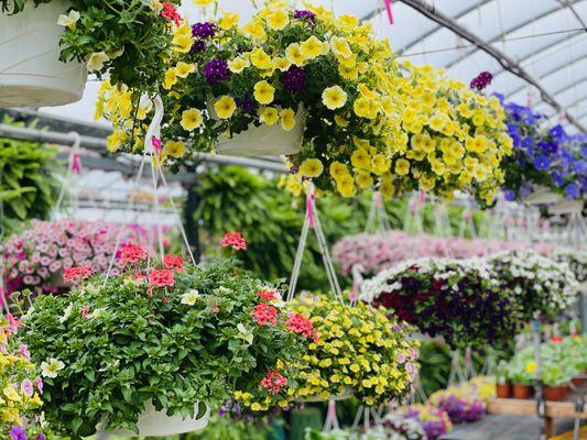 Beautiful hanging flower baskets in 4 sizes, available mid-April while supplies last at Keil's Greenhouse in Swanton, OH.