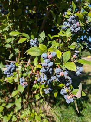 Blueberries.