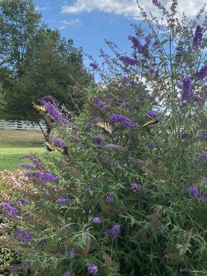 Beautiful flowers and butterflies on the course