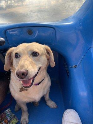 Our dog riding in the buggie!