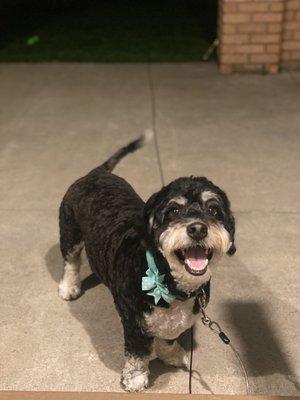 Happy boy George after his awesome grooming!