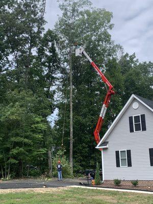 Tree removal