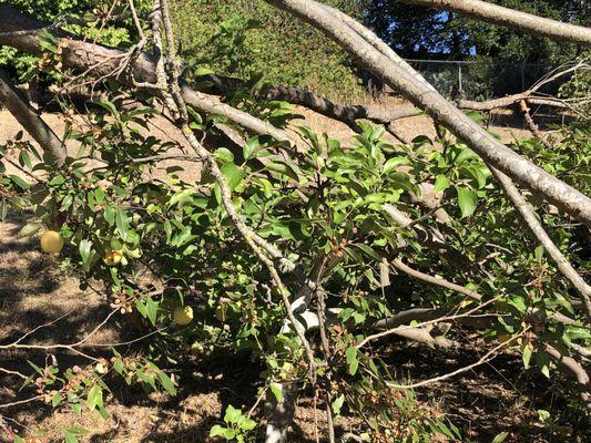 Storm damage. Elm tree on top of apple. Trim your trees before the storms