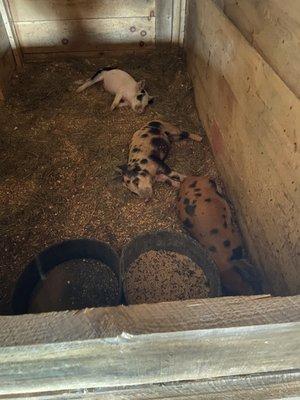 Otter Creek Stables