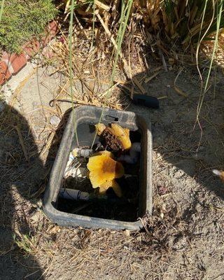 Remove bees and honeycomb from irrigation box