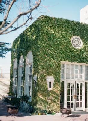 the ivy-covered walls of the courtyard