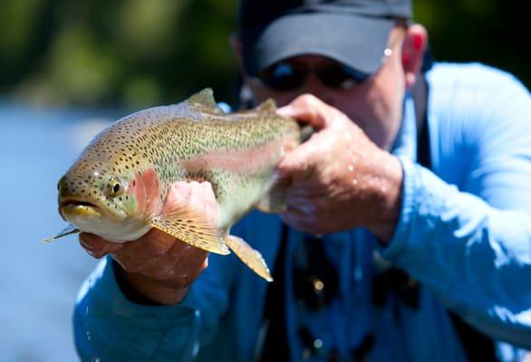 Yakima Rainbow