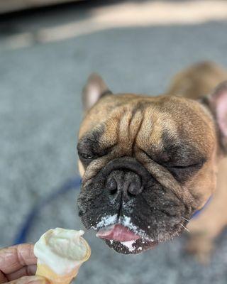 Dogs love our from scratch soft serve ice cream too!