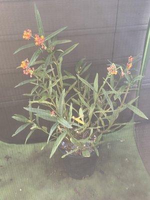 Milkweed for my caterpillars . No pesticides , very fresh.