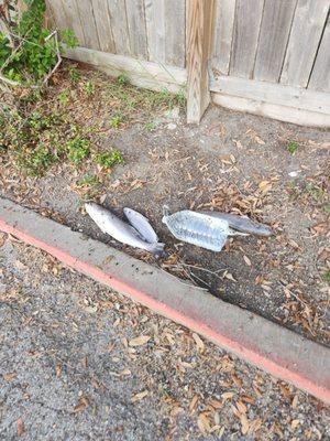 Someone just decided to leave dead fish by the fence of our property.