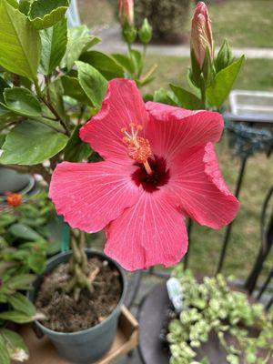 Hibiscus