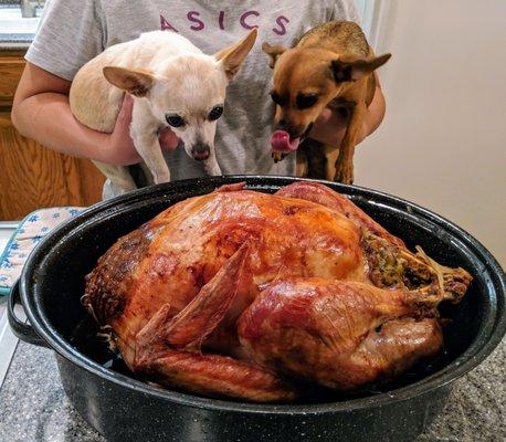 Our foodies - Miggy & Stella, dreaming of Thanksgiving dinner!