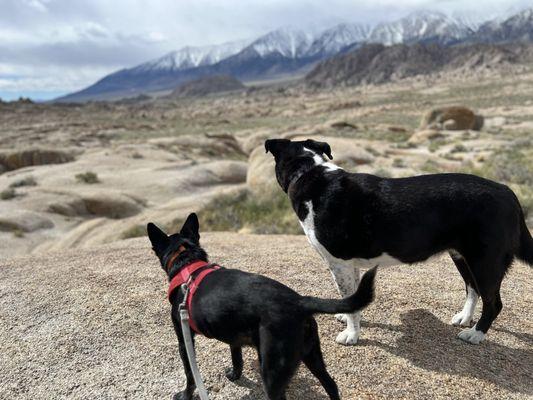 Shiny clean adventure dogs!