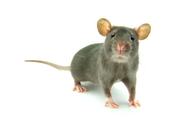 Mice & Rat inspections free of charge!