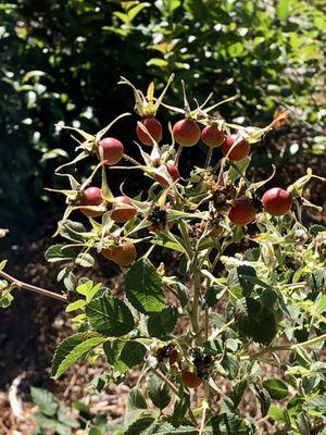 Rosehips flourishing in El Palo Alto Park!