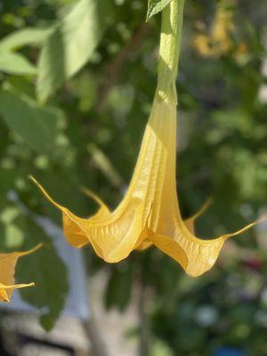 Angel's trumpet outside