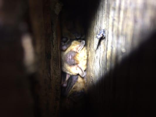 Found this bat while conducting a bat inspection of a home in the St Louis area.