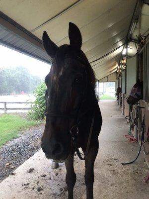 Mocha java chocolate chip (amazing schooling horse)