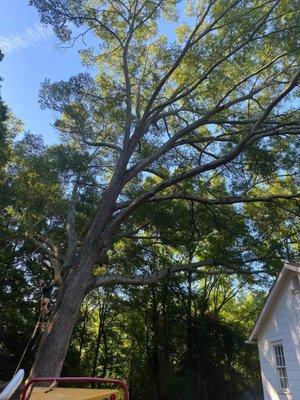 removing a large oak tree