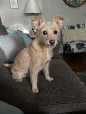 My little boy and his new haircut.