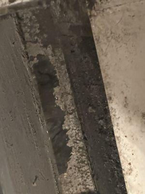 Black mold