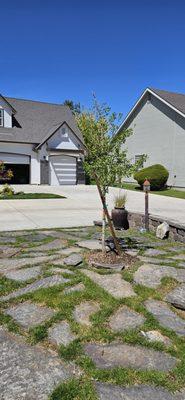 Magyar Ginkgo planted for Johnsons by Alfredo