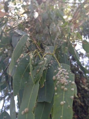 red gum lerp psyllid