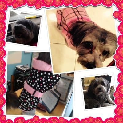 Our puppy girl Bella loved her stay at AC and she got that adorable little raincoat in the bottom left had corner at their shop. Cute stuff!