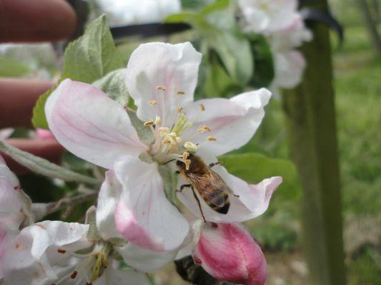 Hundreds of worker bees pollinate our apple trees at Springtime.