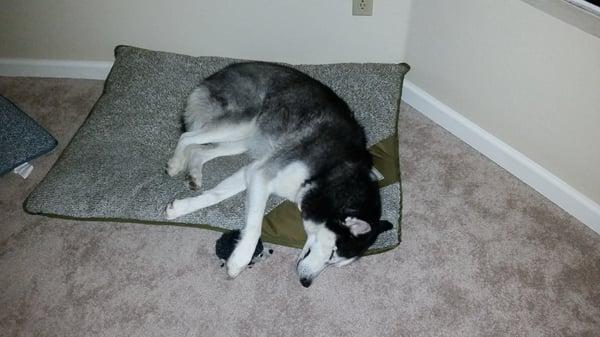 Timber after his weekend at daycare. You guys rock. I wouldn't take my kids anyplace else.