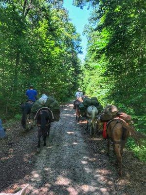 Southeast Pack Trips