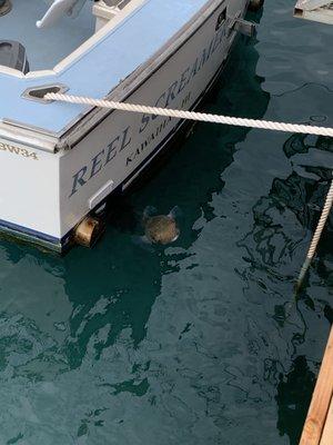 Blowfish that hangs out near the dock