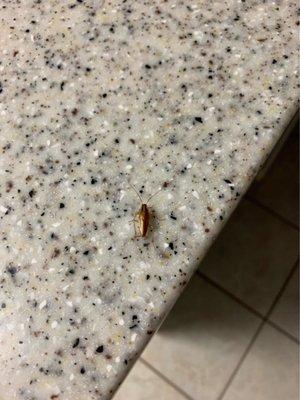 Kitchen roaches