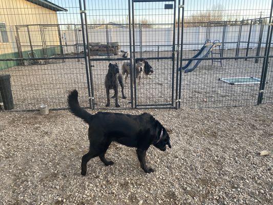 Dogs outside in yard