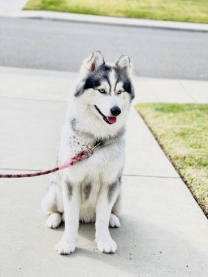 Zen after the grooming session