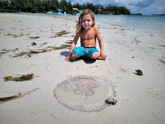 JELLY FISH ON JEWFISH kEY!