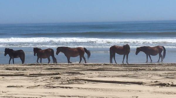 Lone Raymond the mule on the left with the other mustangs