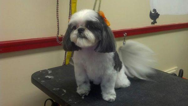 Our groomers have years of experience, we make sure you are completely satisfied before you leave.