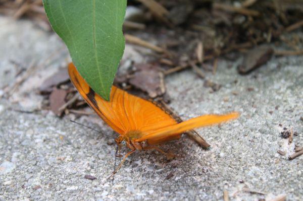 Butterfly garden 8/13/22