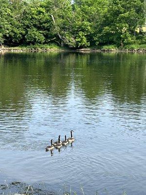 Canadian geese on the river .