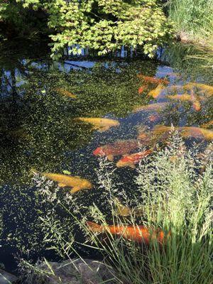 Southern Oregon Nursery's koi pond