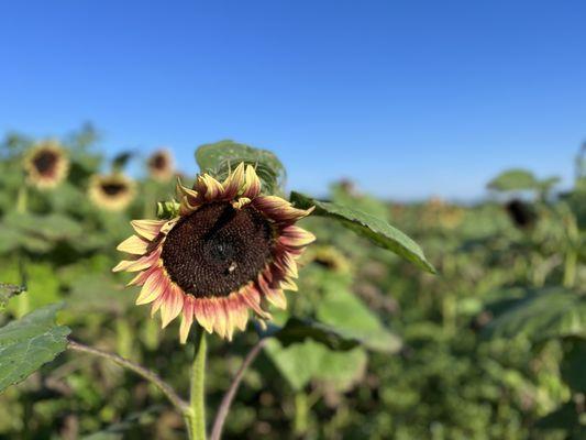 Sunflower festival 2023