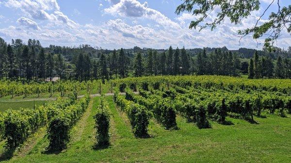 Vineyard near the trail