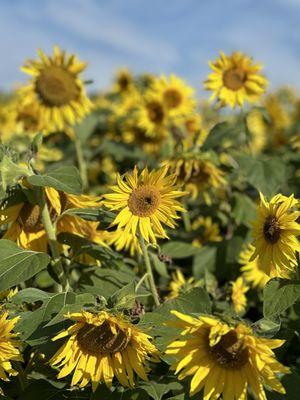 Sunflowers