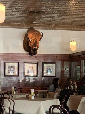 Buffalo in dining area