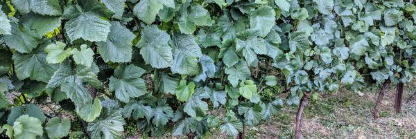 Grape vines in front of the restaurant provide privacy for patio dining and considerable charm.